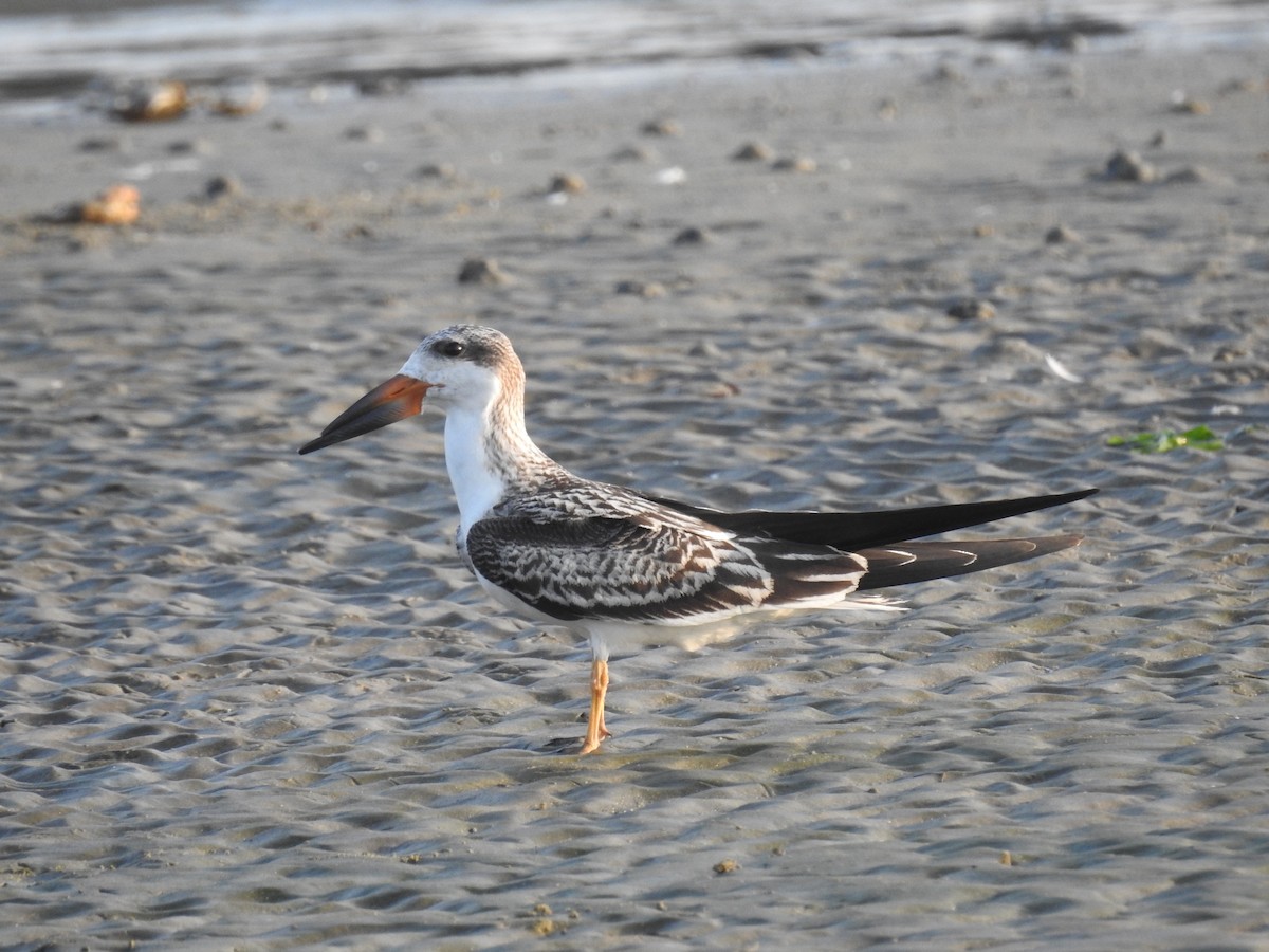 Black Skimmer - Laura Mae
