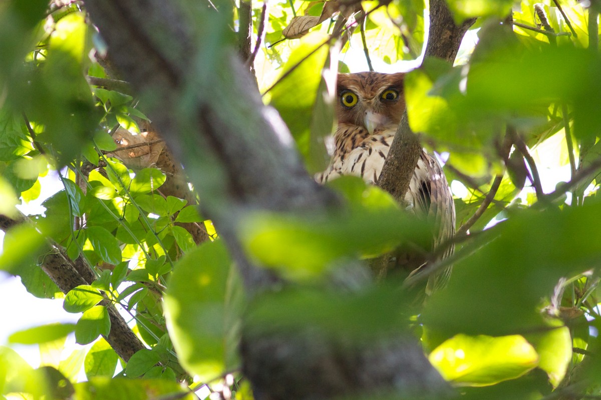 Philippine Eagle-Owl - Robert Tizard