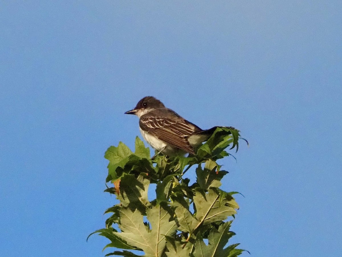 Eastern Kingbird - ML622355631