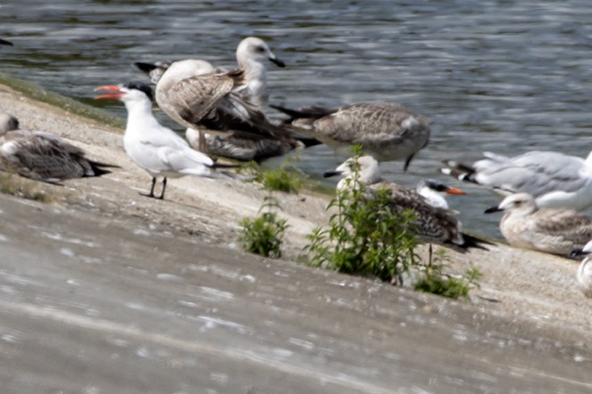 Caspian Tern - ML622355718