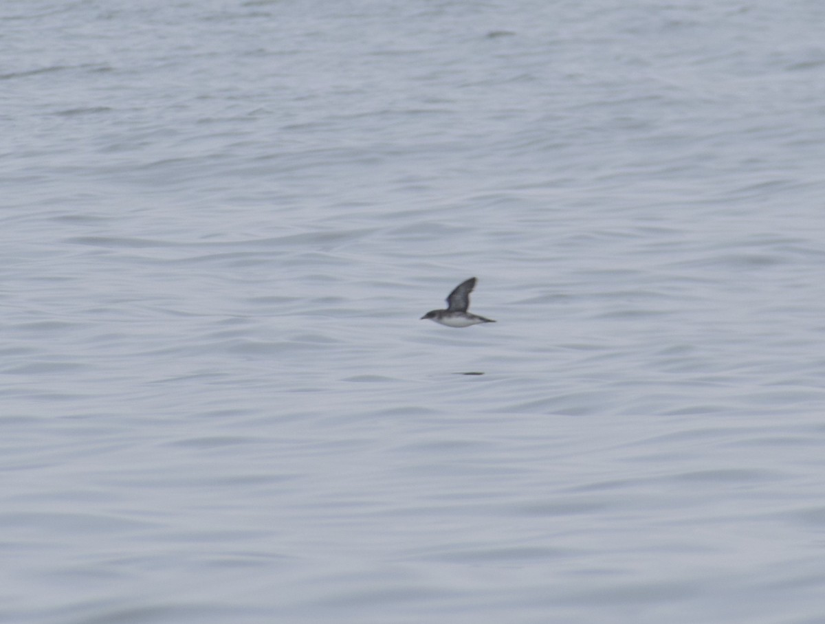 Peruvian Diving-Petrel - ML622355733