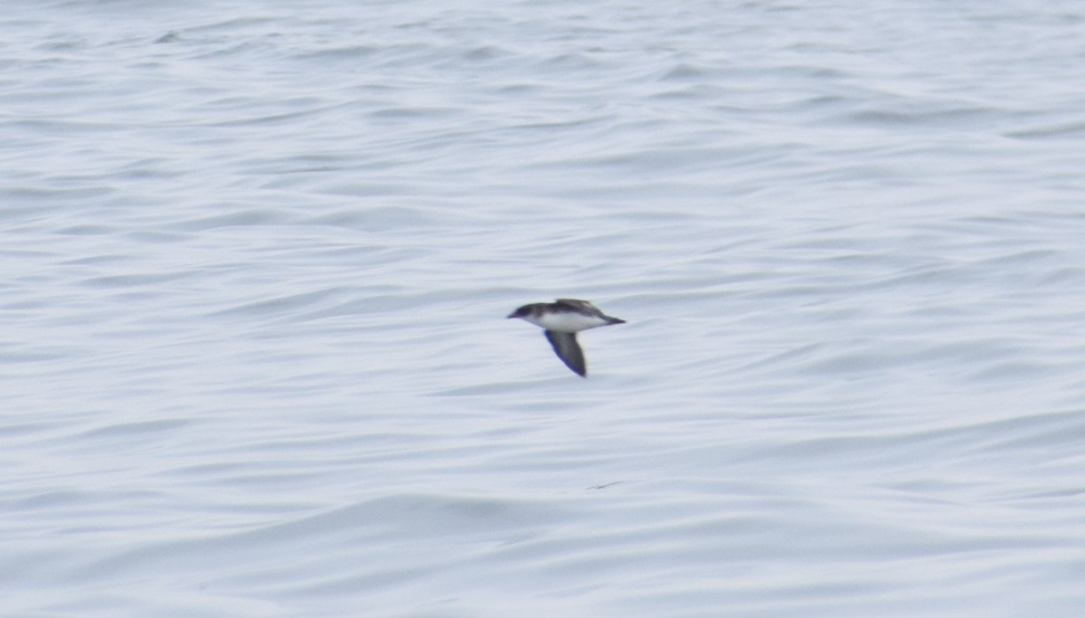 Peruvian Diving-Petrel - ML622355734