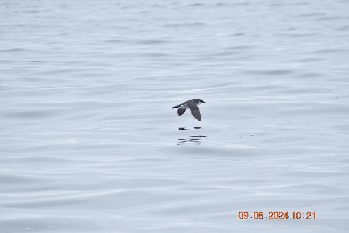 Peruvian Diving-Petrel - ML622355735