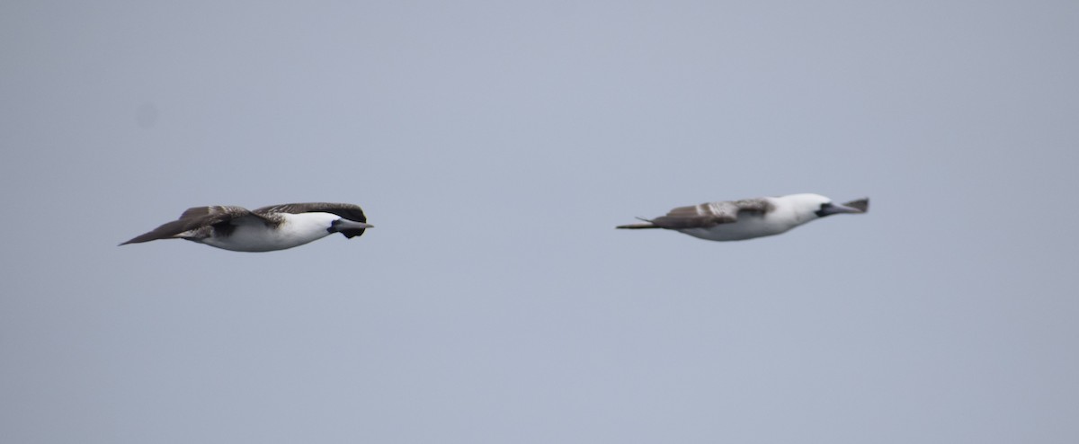 Peruvian Booby - ML622355750