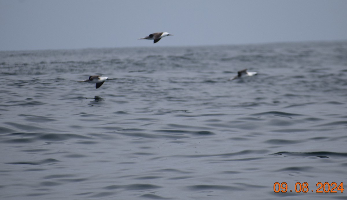 Peruvian Booby - ML622355751