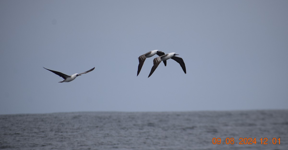 Peruvian Booby - ML622355752