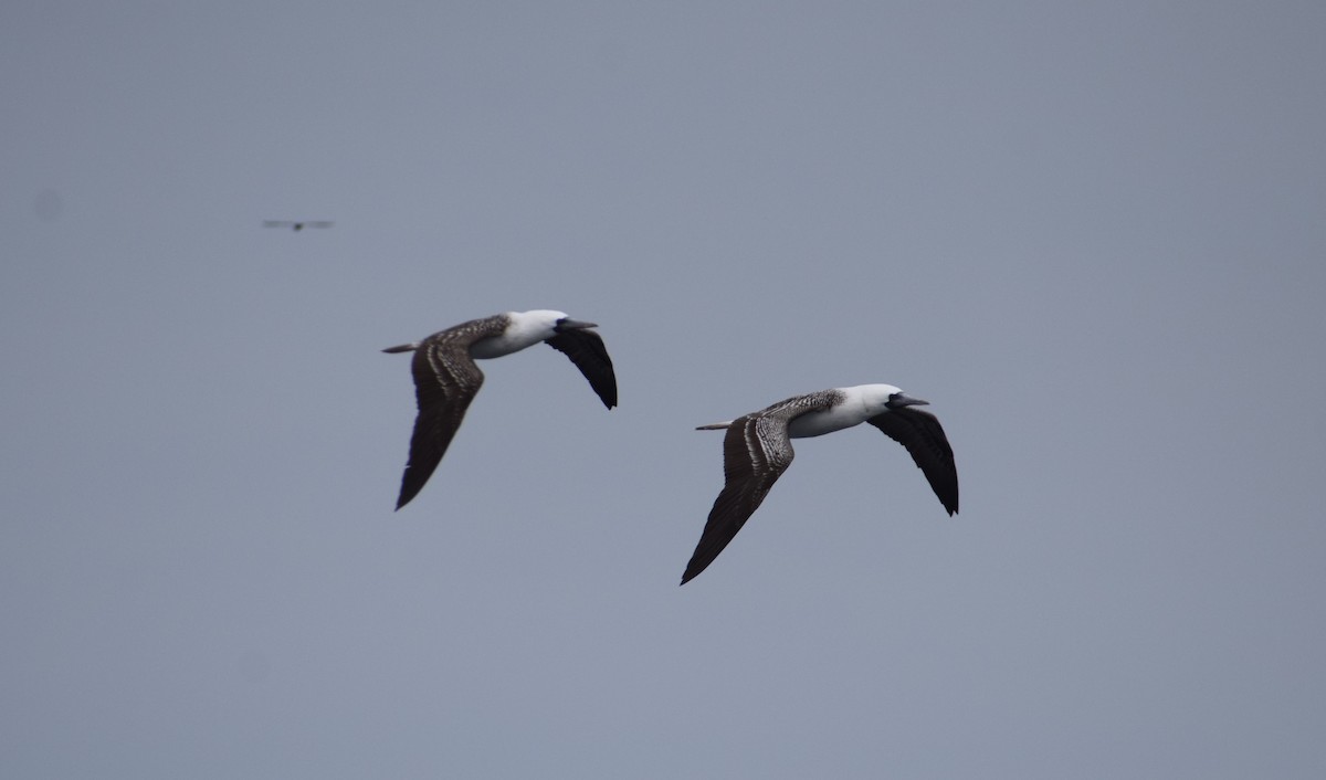 Peruvian Booby - ML622355753