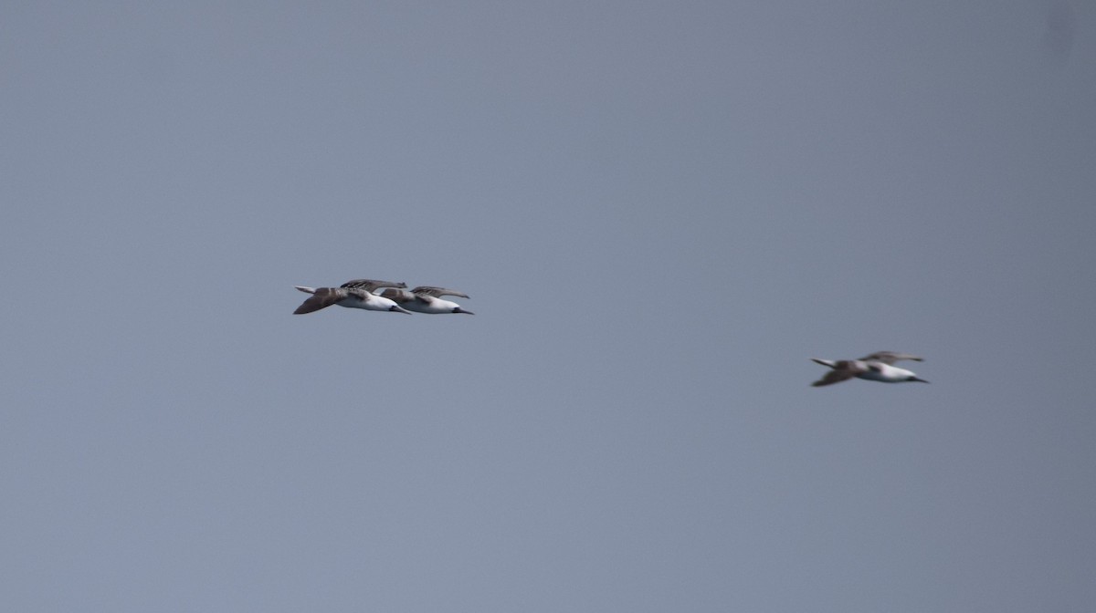 Peruvian Booby - ML622355754