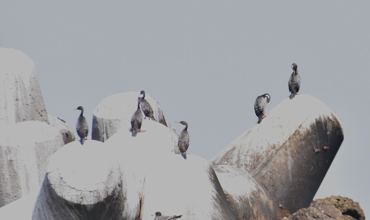 Red-legged Cormorant - ML622355759