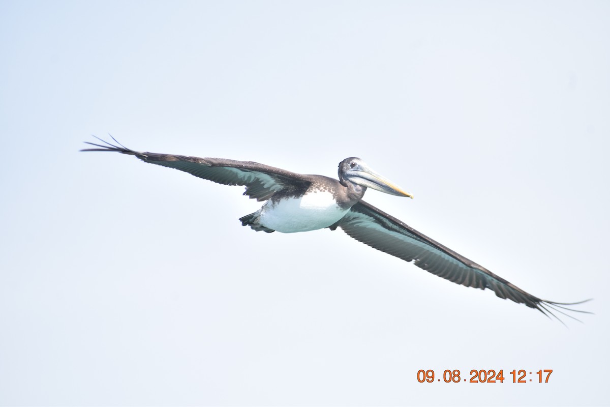 Peruvian Pelican - ML622355783