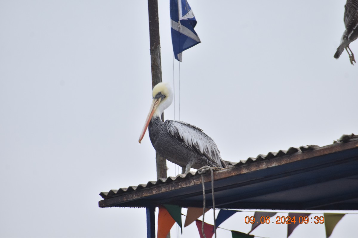 Peruvian Pelican - ML622355784