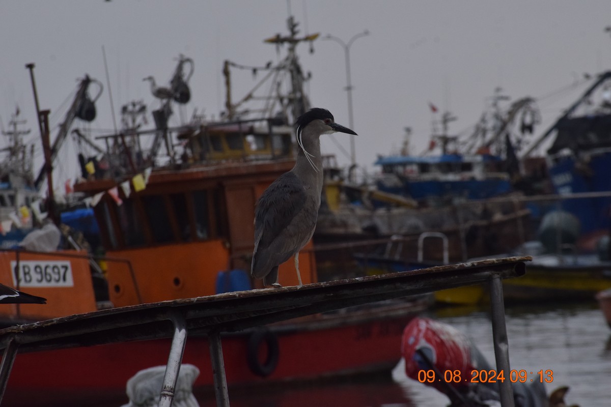 Black-crowned Night Heron - ML622355807