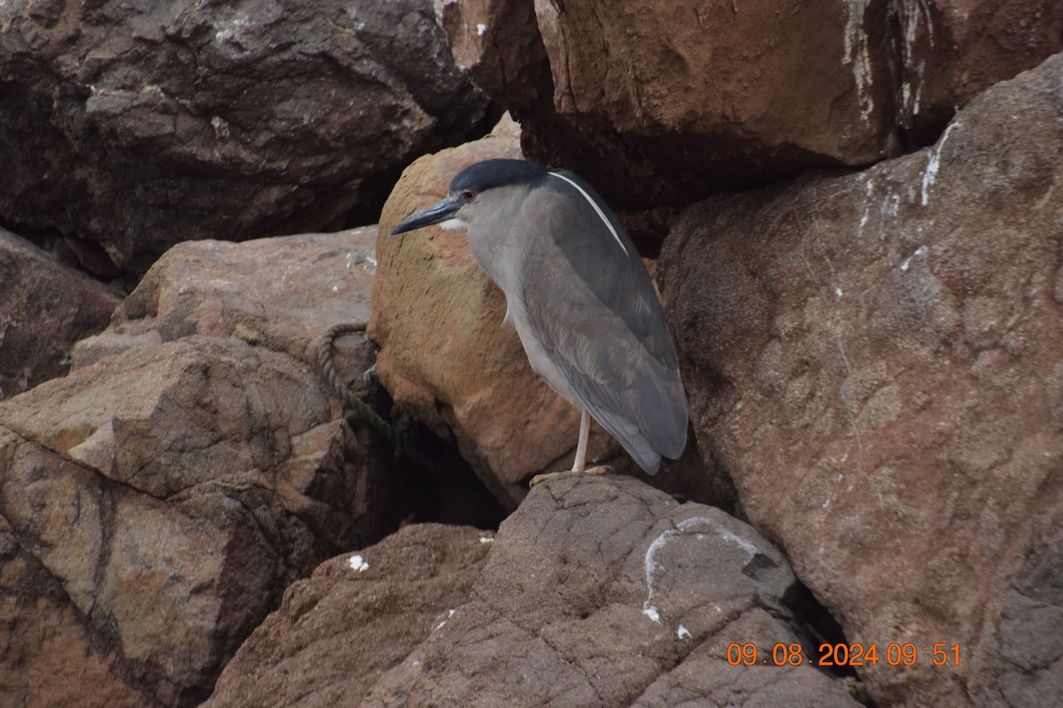 Black-crowned Night Heron - ML622355808