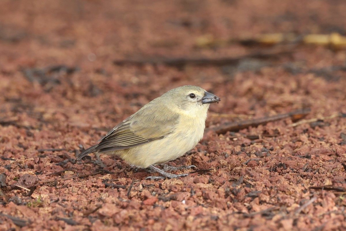 Woodpecker Finch - ML622355827