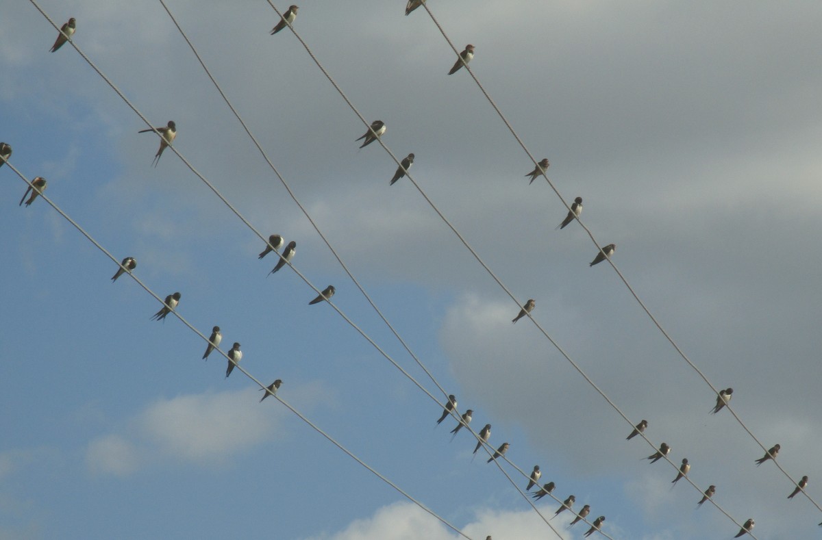 Barn Swallow - Tamas Zeke