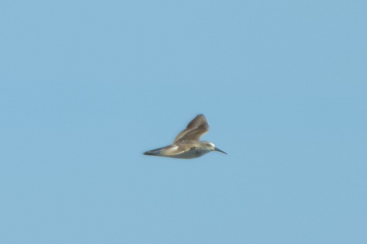 Western Sandpiper - ML622356028