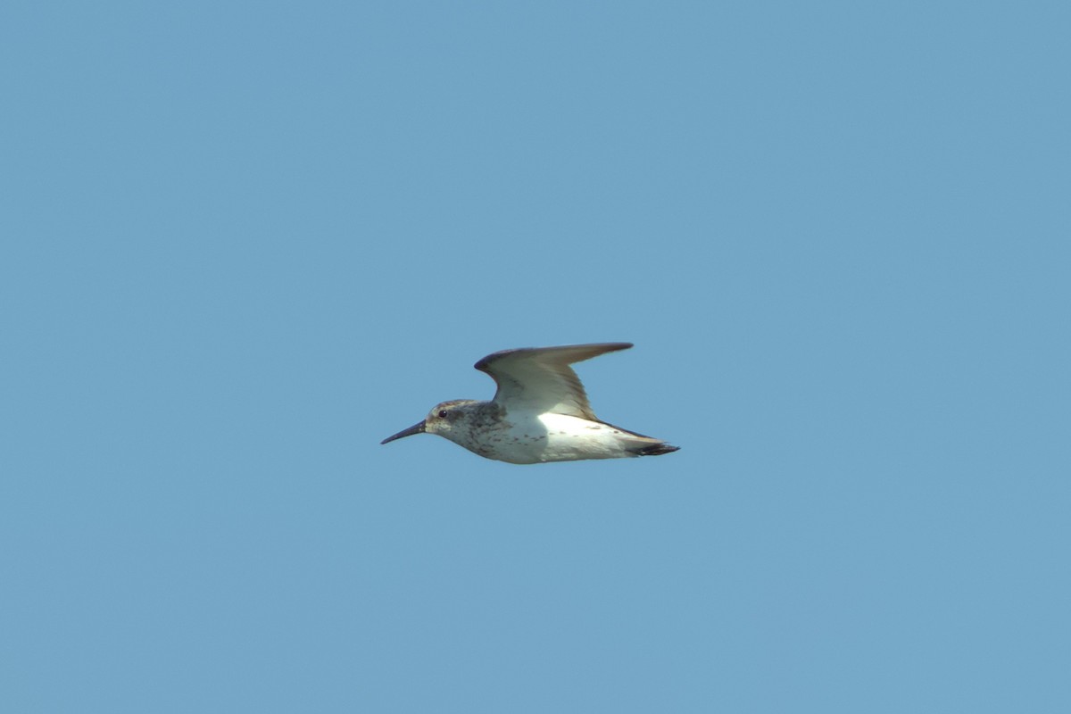 Western Sandpiper - Mark Montazer