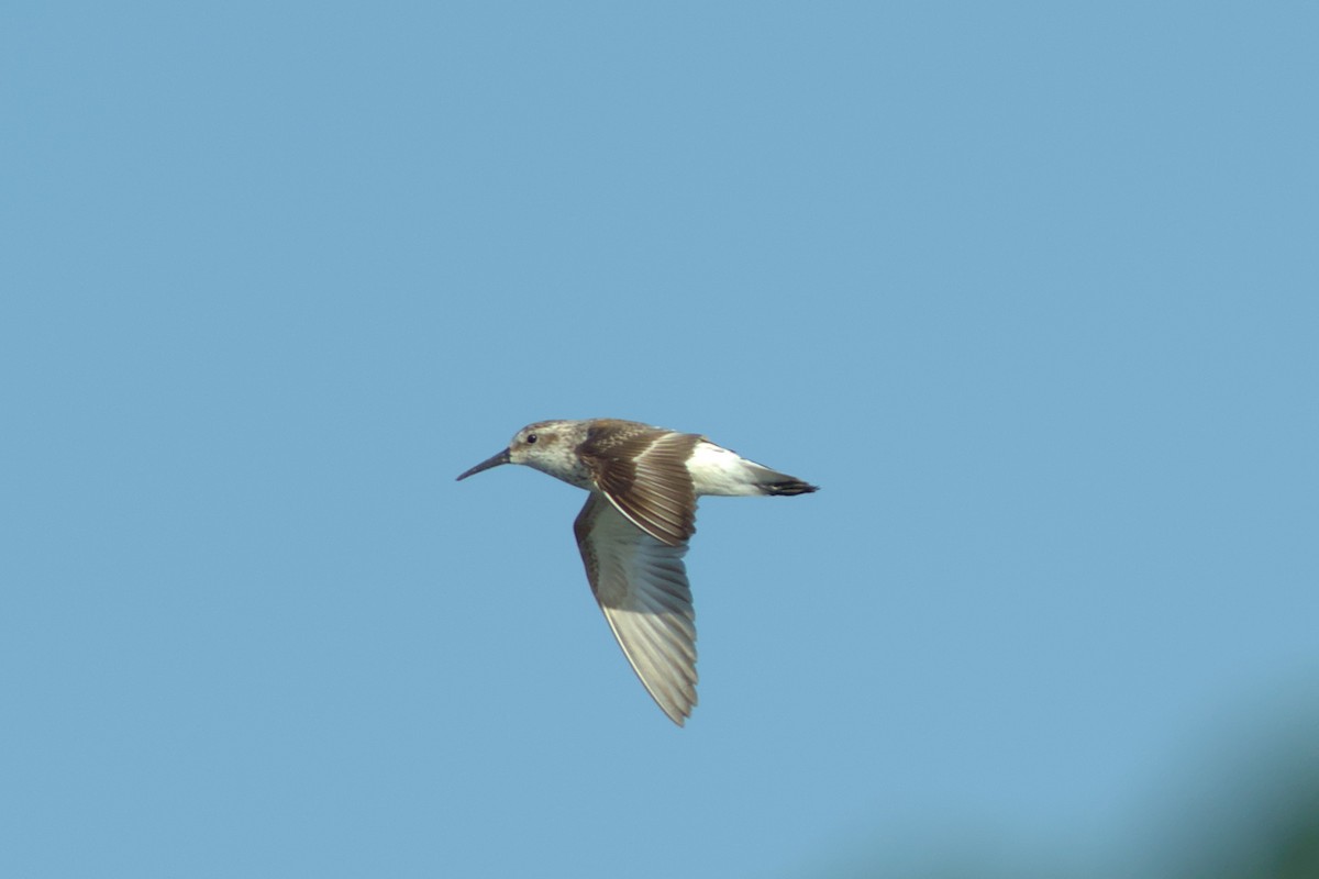 Western Sandpiper - Mark Montazer