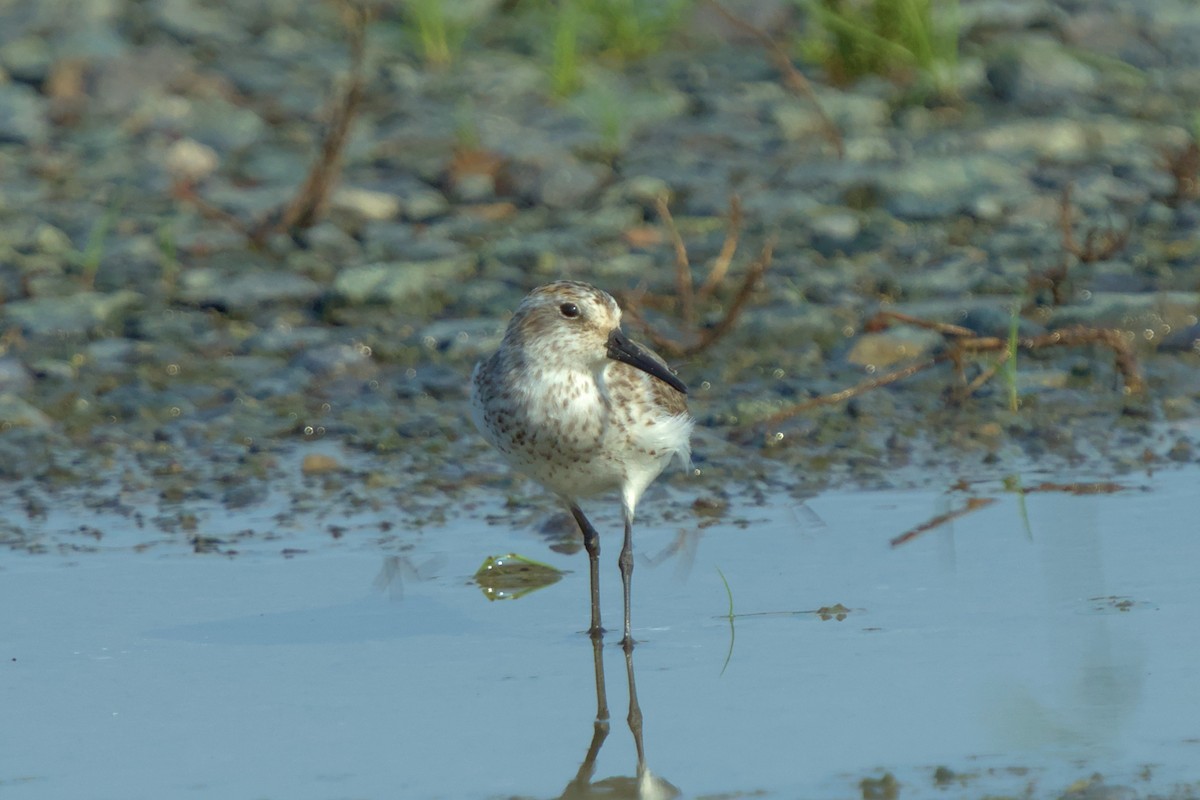 Western Sandpiper - ML622356031