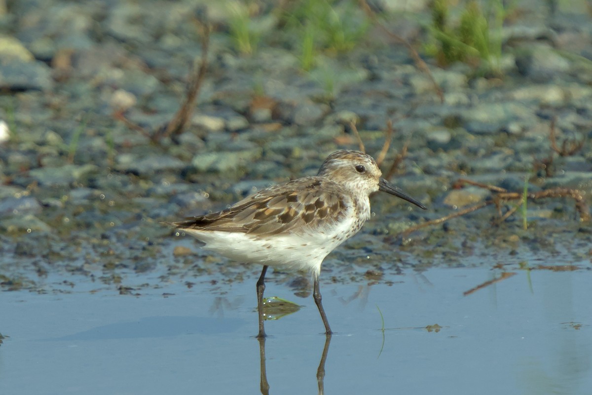 Western Sandpiper - Mark Montazer