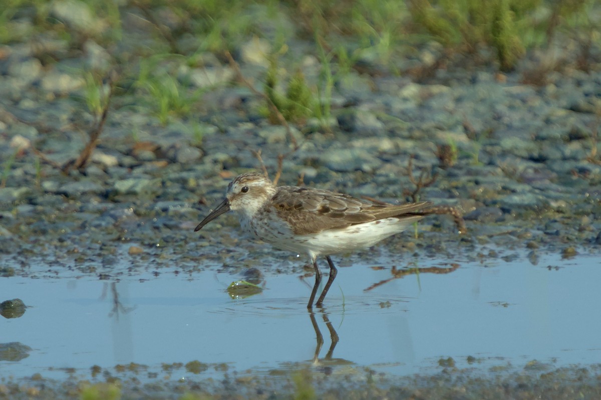 Western Sandpiper - ML622356033