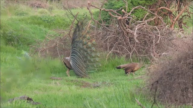 Indian Peafowl - ML622356047