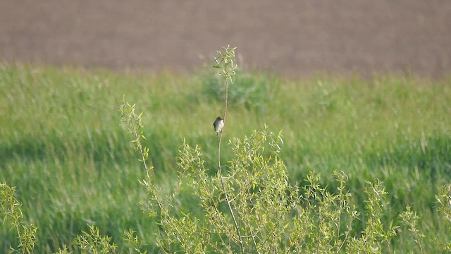 Willow Flycatcher - ML622356105