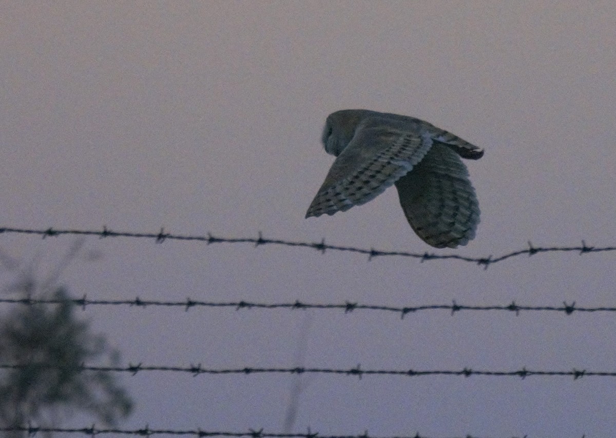 Barn Owl (Eurasian) - ML622356141