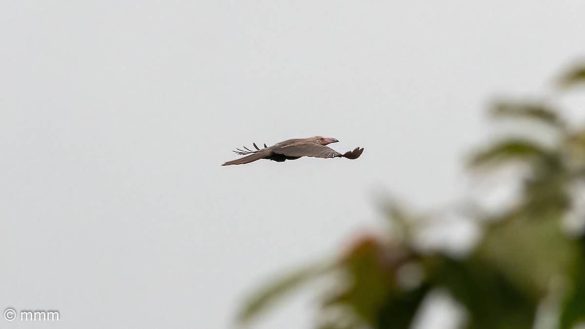Gray Crow - ML622356177