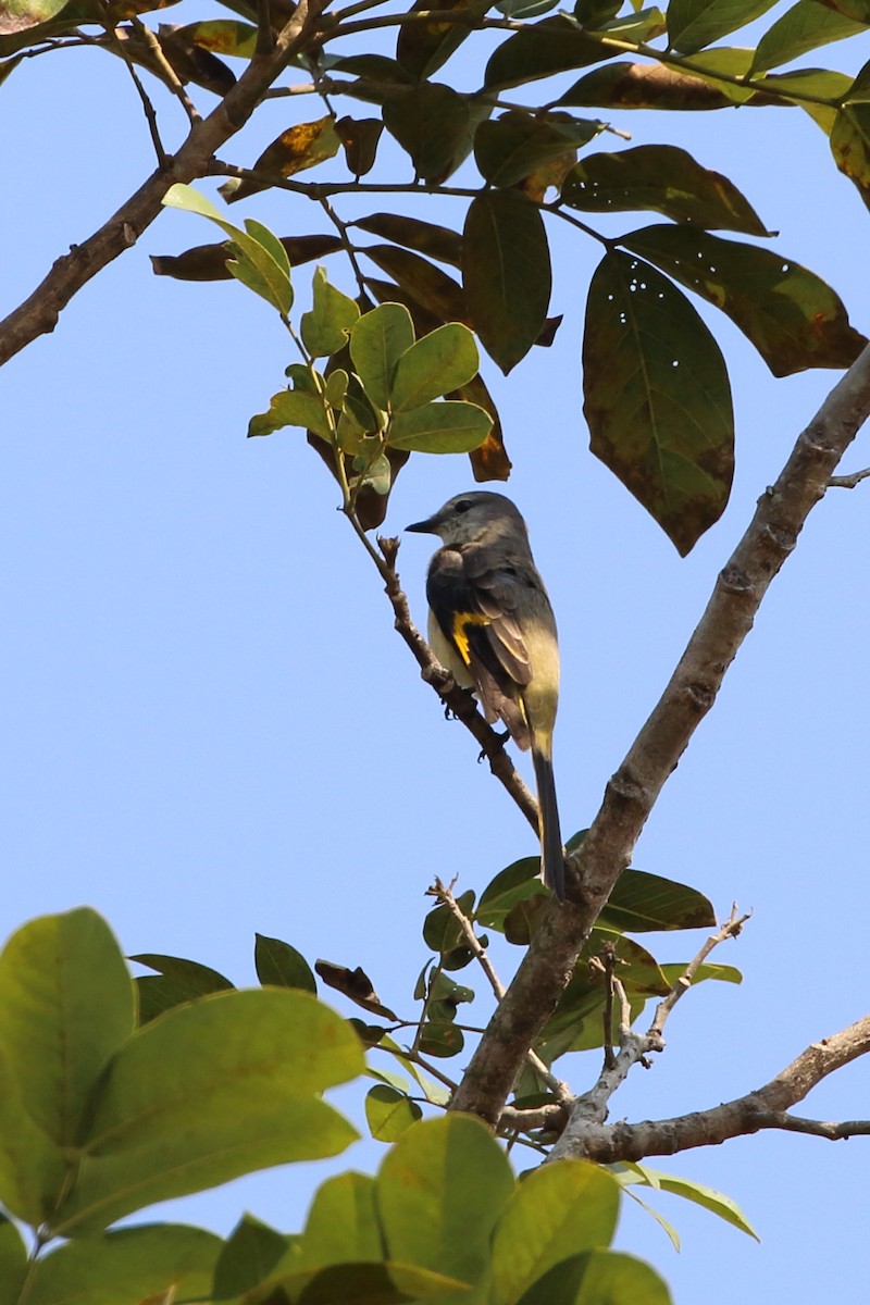 Rosy Minivet - ML622356299