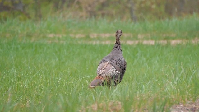 Wild Turkey - ML622356322