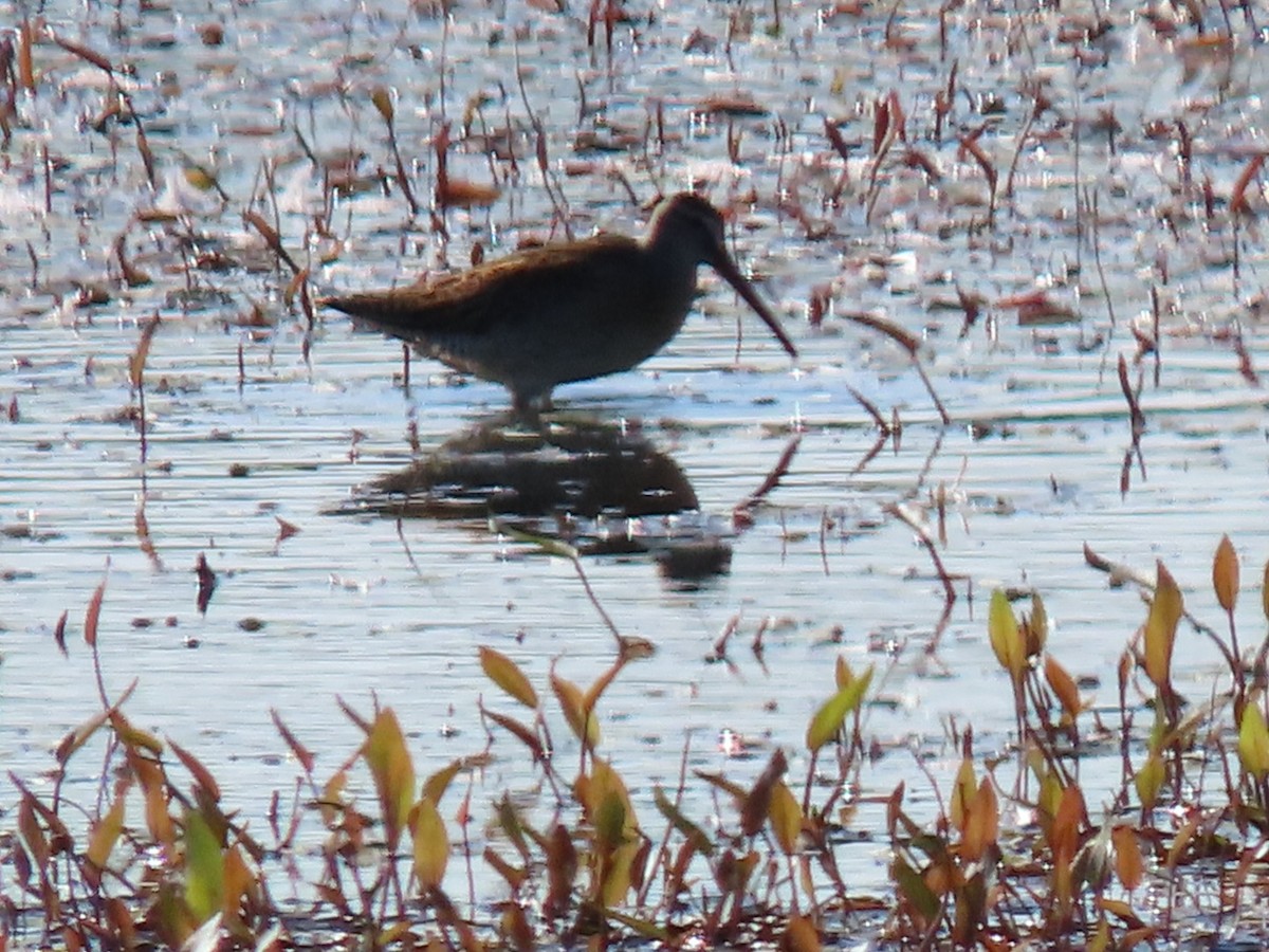 Short-billed Dowitcher - ML622356378