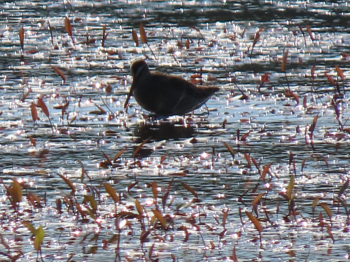 Short-billed Dowitcher - ML622356379