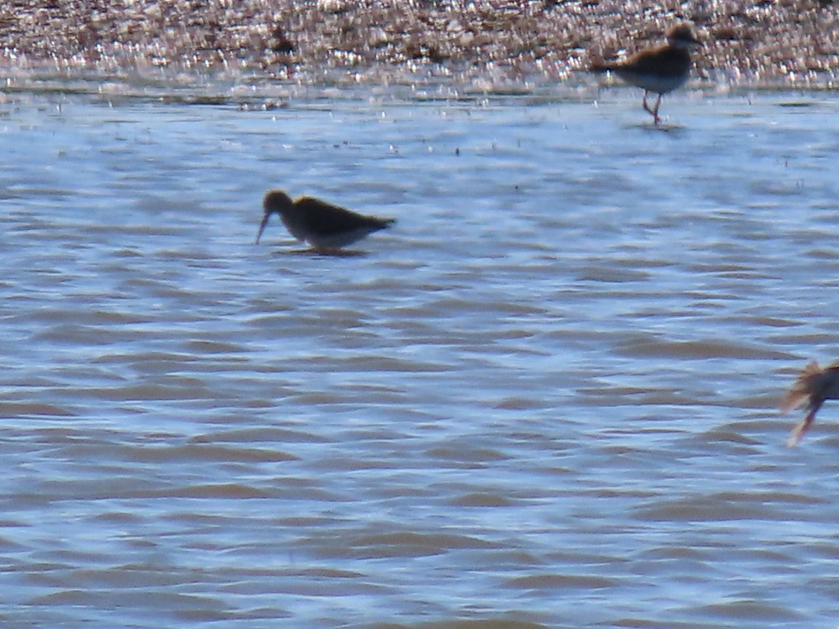 Stilt Sandpiper - ML622356384