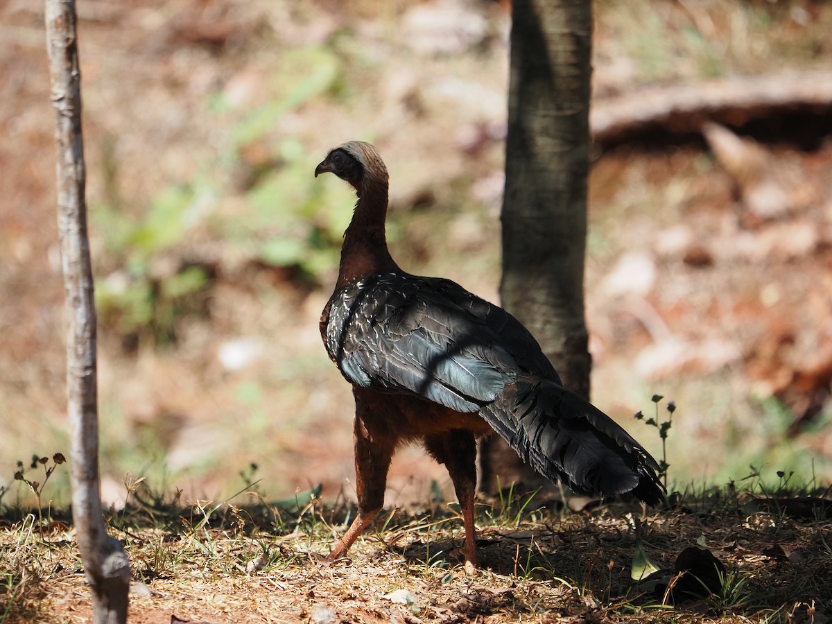 White-crested Guan - ML622356421