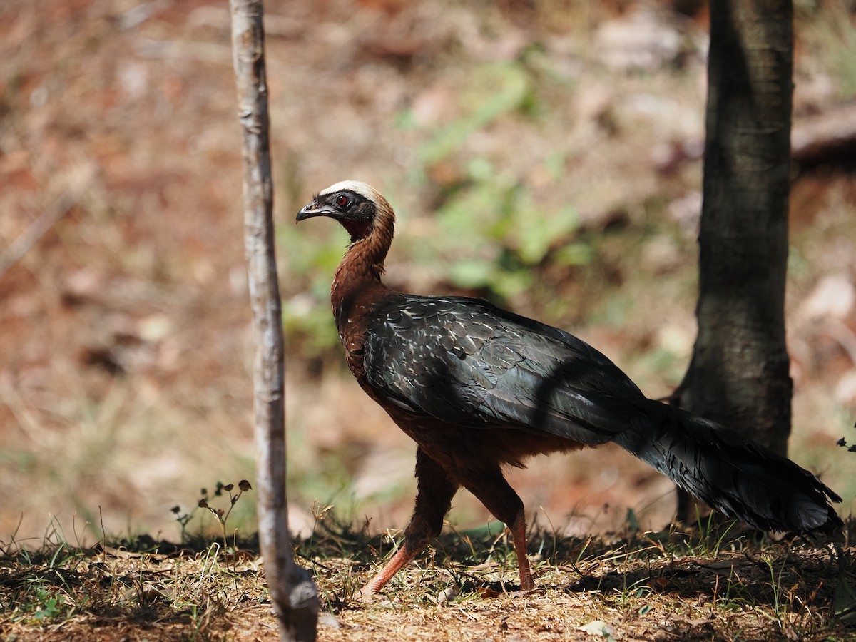White-crested Guan - ML622356422