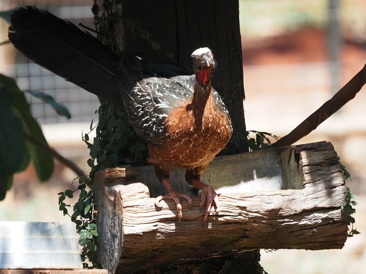White-crested Guan - ML622356423