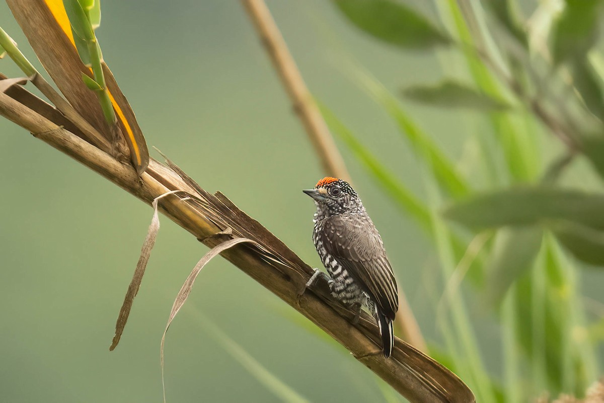 Speckle-chested Piculet - ML622356426