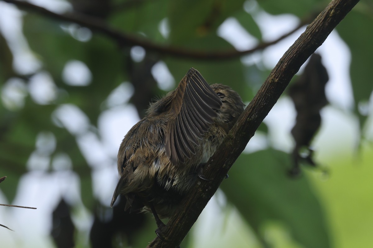 Woodpecker Finch - ML622356438