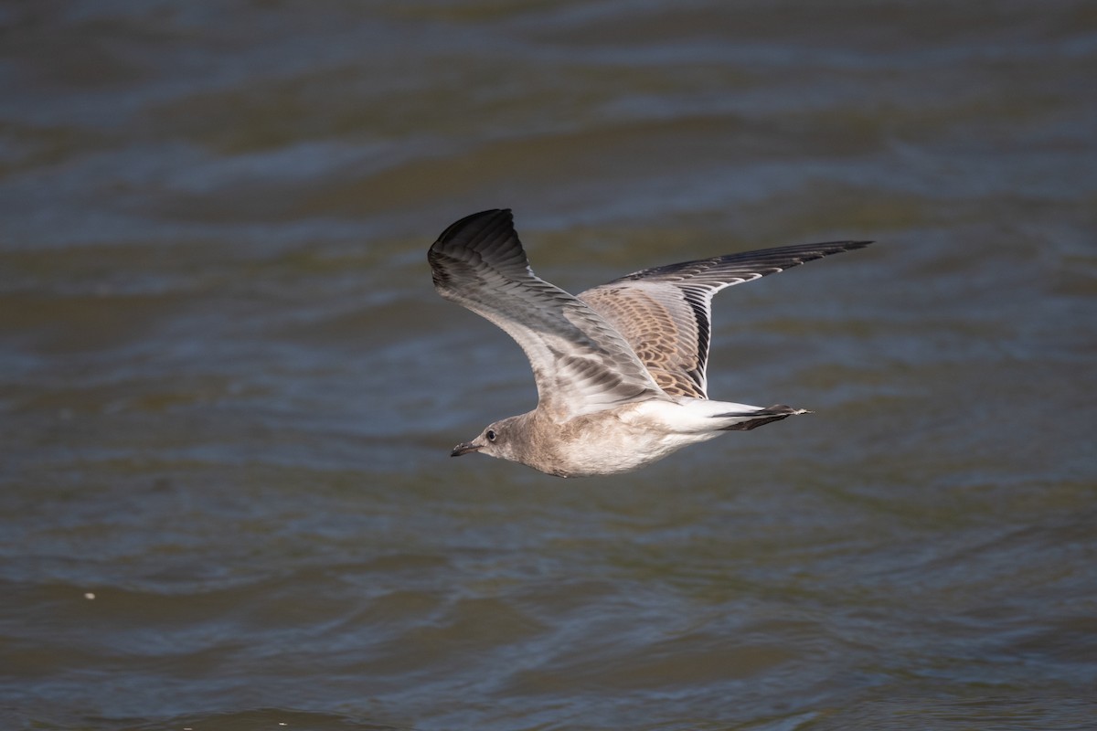 Gaviota Guanaguanare - ML622356441