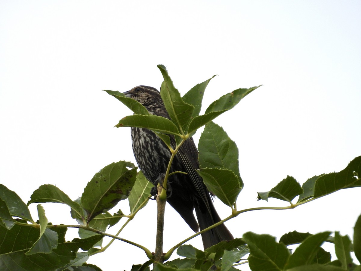 Red-winged Blackbird - Moira Swinton