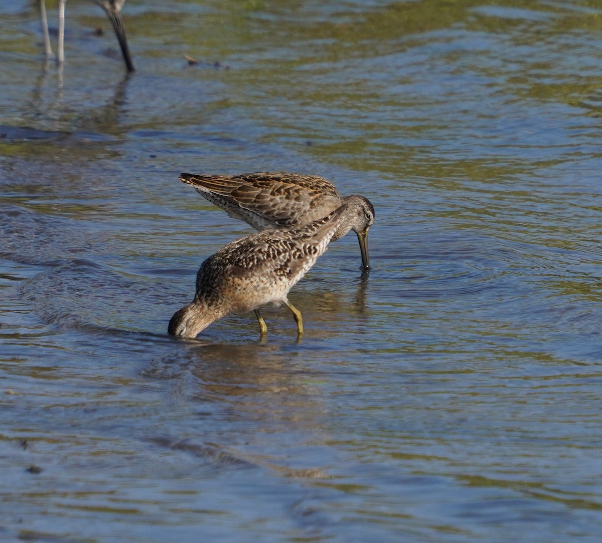 kortnebbekkasinsnipe - ML622356467