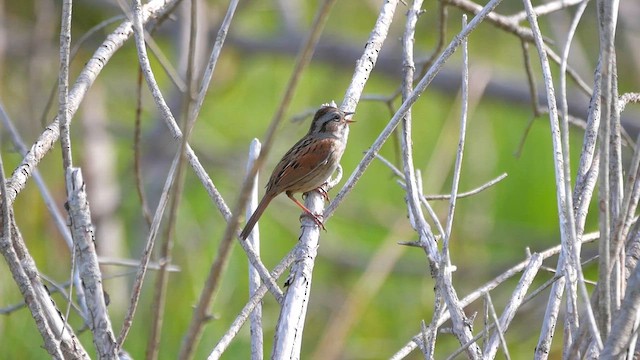 Swamp Sparrow - ML622356470
