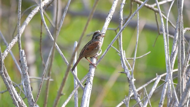 Song Sparrow - ML622356470