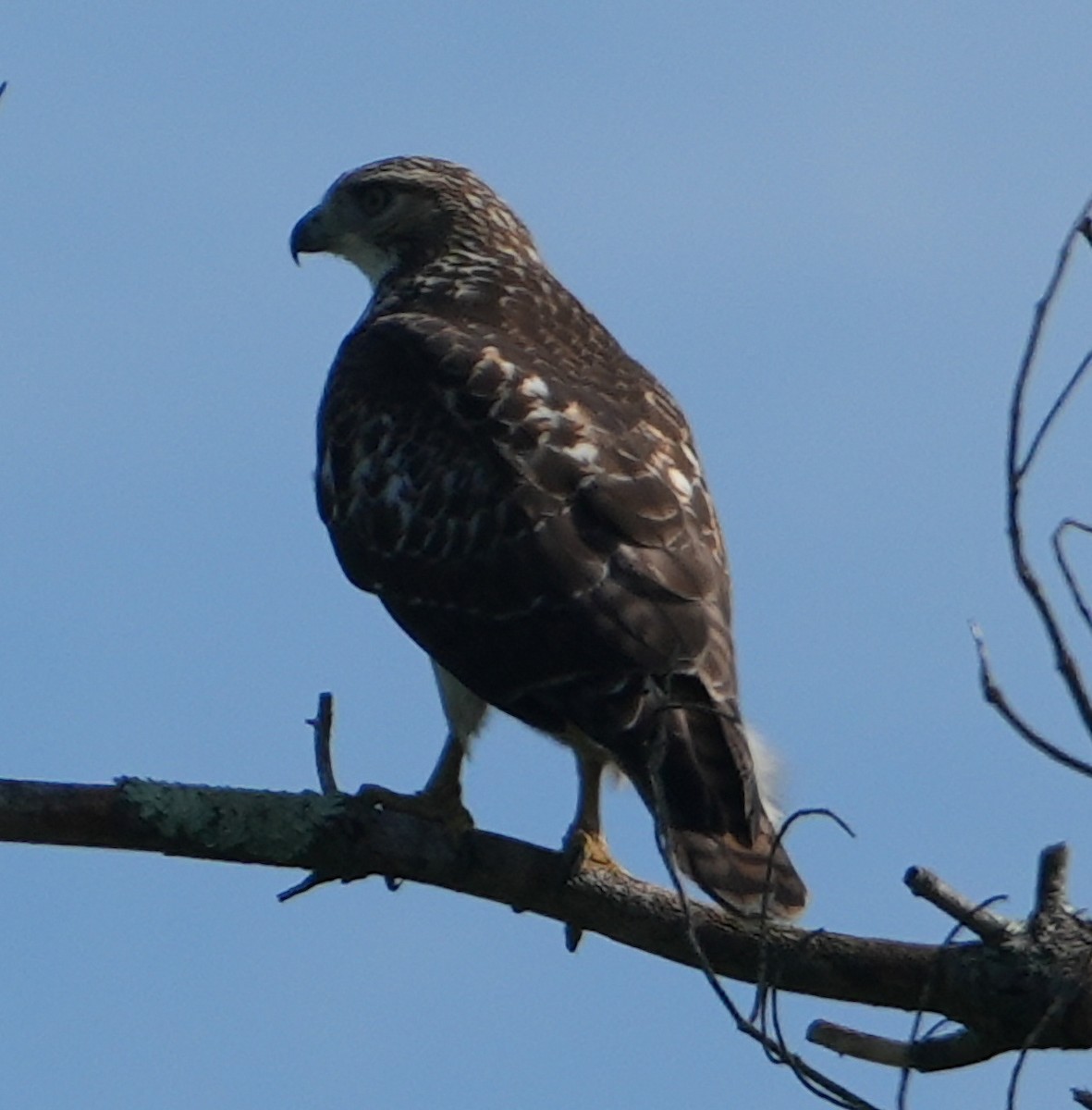 Red-tailed Hawk - ML622356476