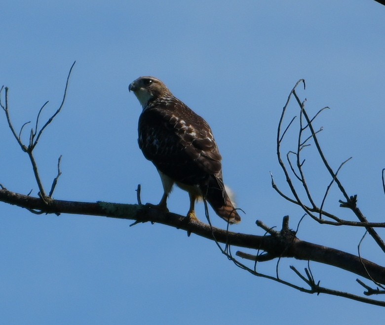 Red-tailed Hawk - ML622356477