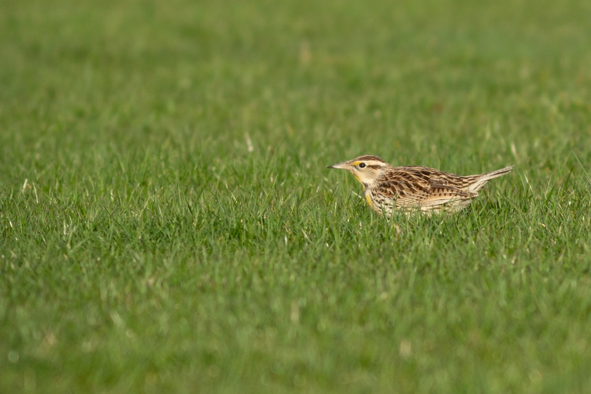 Eastern Meadowlark - ML622356494