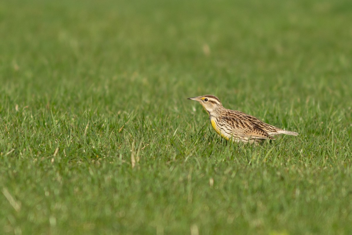 Eastern Meadowlark - ML622356495