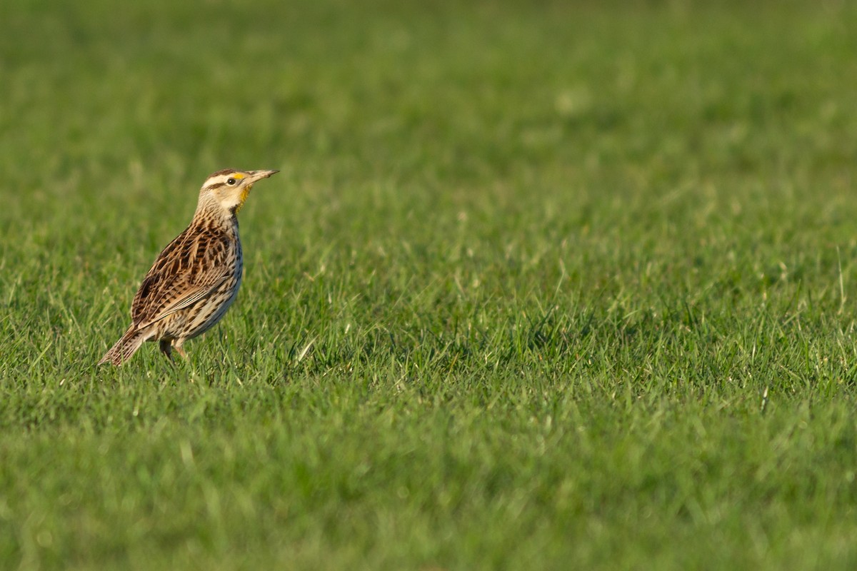 Eastern Meadowlark - ML622356496