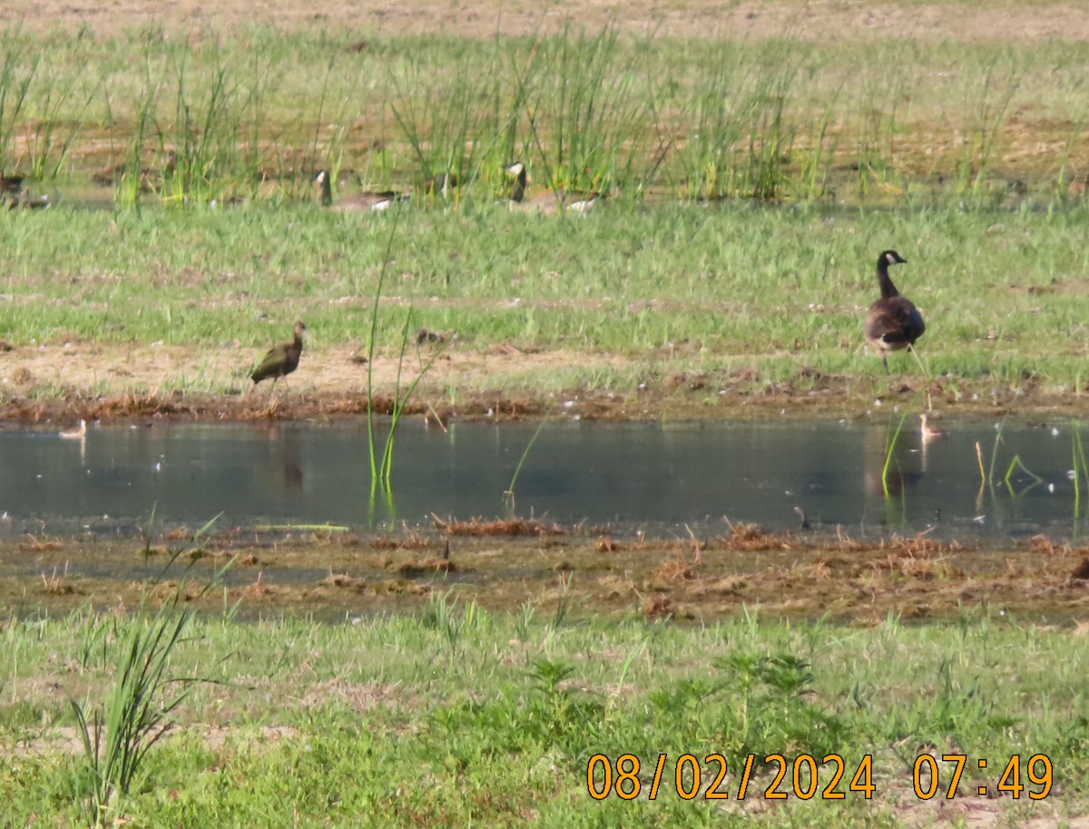 White-faced Ibis - ML622356497